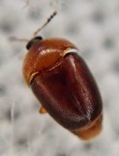Sericoderus by (c) Paul Cook, some rights reserved (CC BY), uploaded by Paul Cook. Used under a CC-BY license.