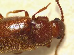 Cryptophaginae by (c) Donald Hobern, some rights reserved (CC BY). Used under a CC-BY license.