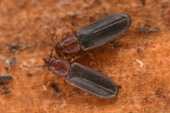 Pediacus gracilis by (c) Trevor Van Loon, some rights reserved (CC BY), uploaded by Trevor Van Loon. Used under a CC-BY license.