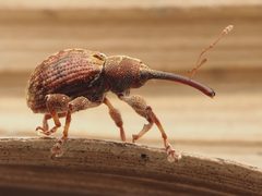 Anthonomus alboannulatus by no rights reserved, uploaded by Zygy. Used under a CC0 license.