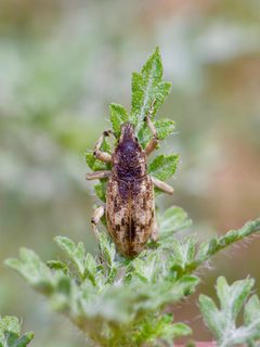 Apleurus lutulentus by (c) Michelle W. （鍾偉瑋）, some rights reserved (CC BY), uploaded by Michelle W. （鍾偉瑋）. Used under a CC-BY license.
