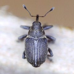 Ceutorhynchus typhae by (c) Barry Walter, some rights reserved (CC BY), uploaded by Barry Walter. Used under a CC-BY license.