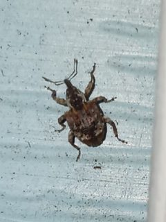 Conotrachelus carolinensis by (c) Steven Joyner, some rights reserved (CC BY), uploaded by Steven Joyner. Used under a CC-BY license.