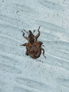 Conotrachelus carolinensis by (c) Steven Joyner, some rights reserved (CC BY), uploaded by Steven Joyner. Used under a CC-BY license.