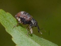 Conotrachelus carolinensis by (c) Matt Muir, some rights reserved (CC BY), uploaded by Matt Muir. Used under a CC-BY license.
