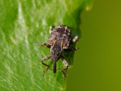 Conotrachelus carolinensis by (c) Matt Muir, some rights reserved (CC BY), uploaded by Matt Muir. Used under a CC-BY license.
