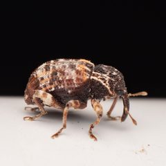 Conotrachelus carolinensis by (c) Justin Williams, some rights reserved (CC BY), uploaded by Justin Williams. Used under a CC-BY license.