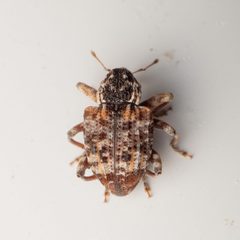 Conotrachelus carolinensis by (c) Justin Williams, some rights reserved (CC BY), uploaded by Justin Williams. Used under a CC-BY license.