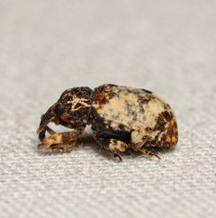 Conotrachelus leucophaeatus by (c) Justin Williams, some rights reserved (CC BY), uploaded by Justin Williams. Used under a CC-BY license.