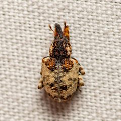 Conotrachelus leucophaeatus by (c) Justin Williams, some rights reserved (CC BY), uploaded by Justin Williams. Used under a CC-BY license.