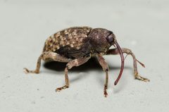 Conotrachelus naso by (c) Justin Williams, some rights reserved (CC BY), uploaded by Justin Williams. Used under a CC-BY license.