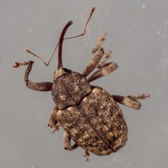 Conotrachelus naso by (c) Victor Engel, some rights reserved (CC BY), uploaded by Victor Engel. Used under a CC-BY license.