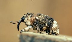 Cryptorhynchus by (c) Gyorgy Csoka, some rights reserved (CC BY). Used under a CC-BY license.