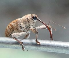 Curculio longidens by (c) Will Linnard, some rights reserved (CC BY), uploaded by Will Linnard. Used under a CC-BY license.