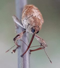 Curculio longidens by (c) Will Linnard, some rights reserved (CC BY), uploaded by Will Linnard. Used under a CC-BY license.