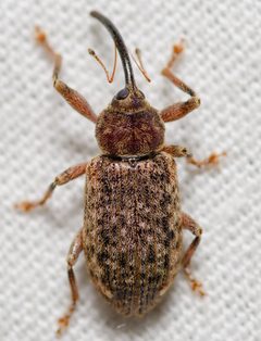 Dorytomus by (c) Justin Williams, some rights reserved (CC BY), uploaded by Justin Williams. Used under a CC-BY license.