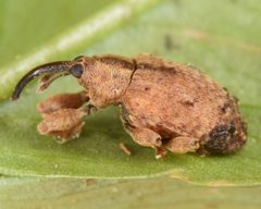 Ochyromera ligustri by (c) skitterbug, some rights reserved (CC BY), uploaded by skitterbug. Used under a CC-BY license.