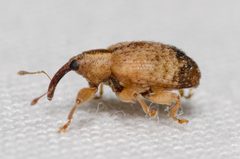 Ochyromera ligustri by (c) Justin Williams, some rights reserved (CC BY), uploaded by Justin Williams. Used under a CC-BY license.