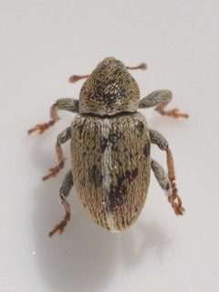 Tychius meliloti by (c) Cosimo Costanzia di Costigliole, some rights reserved (CC BY), uploaded by Cosimo Costanzia di Costigliole. Used under a CC-BY license.
