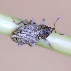 Tychius meliloti by (c) Barry Walter, some rights reserved (CC BY), uploaded by Barry Walter. Used under a CC-BY license.