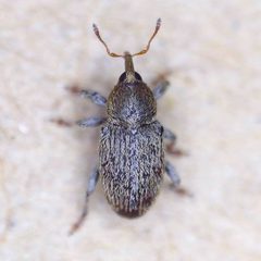 Tychius meliloti by (c) Barry Walter, some rights reserved (CC BY), uploaded by Barry Walter. Used under a CC-BY license.