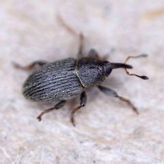 Tychius picirostris by (c) Barry Walter, some rights reserved (CC BY), uploaded by Barry Walter. Used under a CC-BY license.
