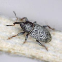 Tychius picirostris by (c) Barry Walter, some rights reserved (CC BY), uploaded by Barry Walter. Used under a CC-BY license.