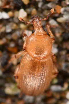 Emphyastes fucicola by (c) Trevor Van Loon, some rights reserved (CC BY), uploaded by Trevor Van Loon. Used under a CC-BY license.
