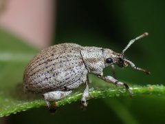 Agraphus bellicus by (c) Justin Williams, some rights reserved (CC BY), uploaded by Justin Williams. Used under a CC-BY license.