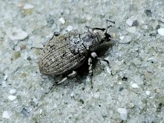 Agraphus bellicus by (c) Tyler Bishop, some rights reserved (CC BY), uploaded by Tyler Bishop. Used under a CC-BY license.