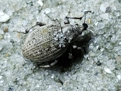 Agraphus bellicus by (c) Tyler Bishop, some rights reserved (CC BY), uploaded by Tyler Bishop. Used under a CC-BY license.