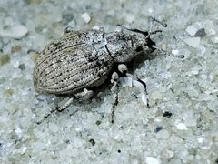 Agraphus bellicus by (c) Tyler Bishop, some rights reserved (CC BY), uploaded by Tyler Bishop. Used under a CC-BY license.