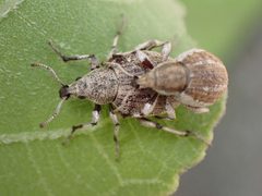 Agraphus bellicus by (c) W Rao, some rights reserved (CC BY), uploaded by W Rao. Used under a CC-BY license.