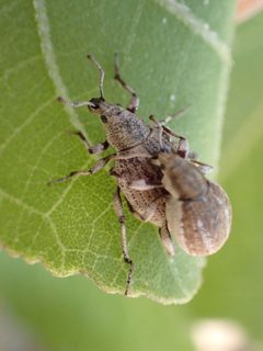 Agraphus bellicus by (c) W Rao, some rights reserved (CC BY), uploaded by W Rao. Used under a CC-BY license.