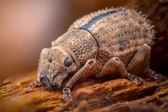 Strophosoma melanogrammum by (c) Alexis Tinker-Tsavalas, some rights reserved (CC BY), uploaded by Alexis Tinker-Tsavalas. Used under a CC-BY license.