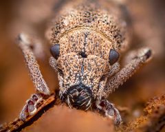 Strophosoma melanogrammum by (c) Alexis Tinker-Tsavalas, some rights reserved (CC BY), uploaded by Alexis Tinker-Tsavalas. Used under a CC-BY license.