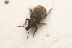 Dirotognathus sordidus by (c) Trevor Van Loon, some rights reserved (CC BY), uploaded by Trevor Van Loon. Used under a CC-BY license.