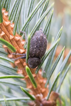 Dyslobus tumidus by (c) Ken-ichi Ueda, some rights reserved (CC BY), uploaded by Ken-ichi Ueda. Used under a CC-BY license.