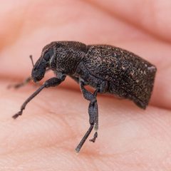 Dyslobus tumidus by (c) Ken-ichi Ueda, some rights reserved (CC BY), uploaded by Ken-ichi Ueda. Used under a CC-BY license.