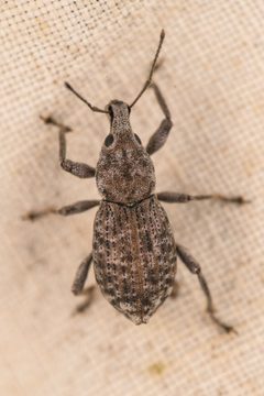 Dyslobus verrucifer by (c) Trevor Van Loon, some rights reserved (CC BY), uploaded by Trevor Van Loon. Used under a CC-BY license.