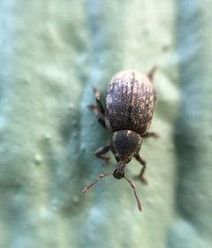 Lepidophorus inquinatus by (c) Jason Grant, some rights reserved (CC BY), uploaded by Jason Grant. Used under a CC-BY license.