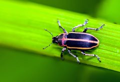 Eudiagogus maryae by (c) Richard Stovall, some rights reserved (CC BY), uploaded by Richard Stovall. Used under a CC-BY license.