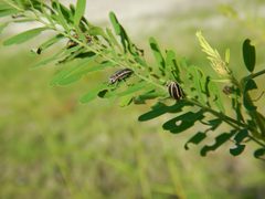 Eudiagogus maryae by (c) Ryan Watson, some rights reserved (CC BY), uploaded by Ryan Watson. Used under a CC-BY license.