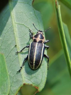 Eudiagogus maryae by (c) geosesarma, some rights reserved (CC BY), uploaded by geosesarma. Used under a CC-BY license.