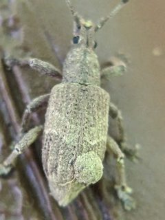 Brachystylus sayi by (c) ncb1221, some rights reserved (CC BY), uploaded by ncb1221. Used under a CC-BY license.