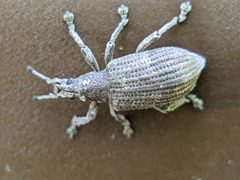Brachystylus sayi by (c) ncb1221, some rights reserved (CC BY), uploaded by ncb1221. Used under a CC-BY license.