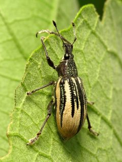 Diaprepes by (c) Katja Schulz, some rights reserved (CC BY). Used under a CC-BY license.