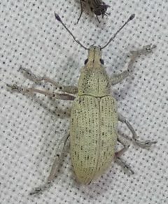 Pachnaeus opalus by no rights reserved, uploaded by kcthetc1. Used under a CC0 license.