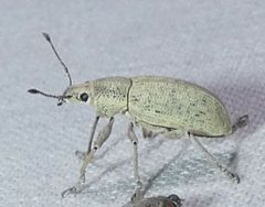 Pachnaeus opalus by no rights reserved, uploaded by kcthetc1. Used under a CC0 license.
