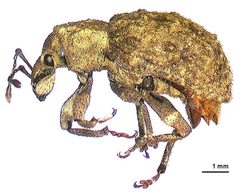 Geonemini by (c) Landcare Research New Zealand Ltd, some rights reserved (CC BY). Used under a CC-BY license.